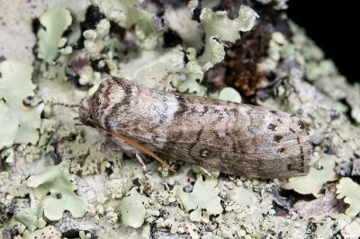 臺圓波紋蛾 Demopsestis formosana 雄蟲