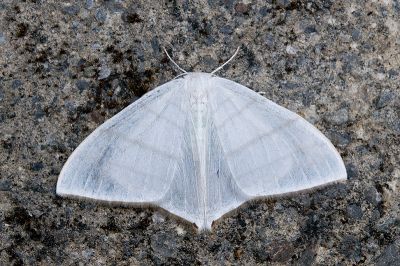 燕鉤蛾 Ditrigona triangularia 雄蟲