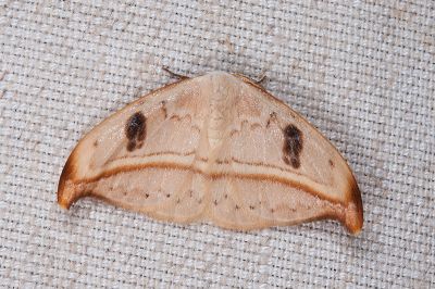 五倍樹麗鉤蛾 Callidrepana patrana 雄蟲