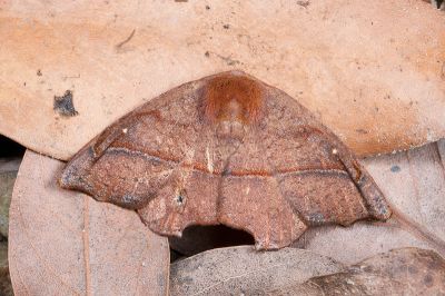 Amphitorna purpureofascia 雄蟲
