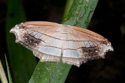 雙角窗鉤蛾 Leucoblepsis taiwanensis 雄蟲
