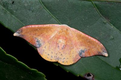鉛斑帶鉤蛾 Oreta fuscopurpurea 雄蟲