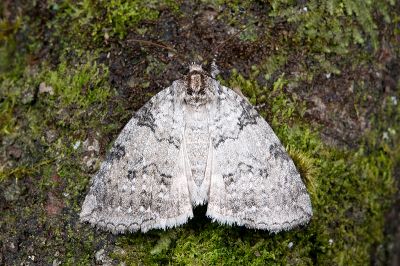圍異波紋蛾 Parapsestis tomponis tomponis 雄蟲