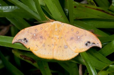 銀斑黃鉤蛾 Tridrepana unispina 雄蟲