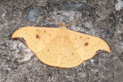 彎黑黃鉤蛾 Tridrepana arikana 雄蟲