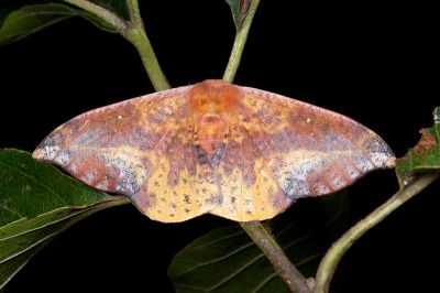 鉛斑帶鉤蛾 Oreta fuscopurpurea 雌蟲