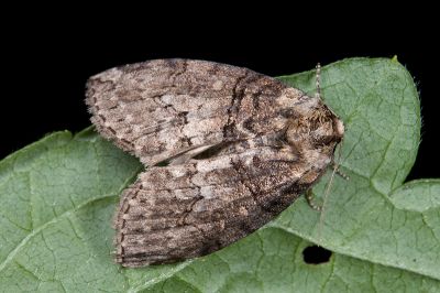 藹環波紋蛾 Horipsestis aenea aenea 雄蟲