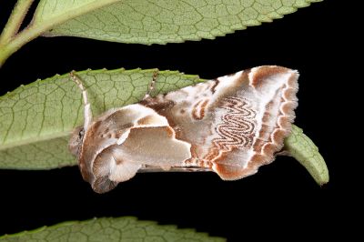 寬帶波紋蛾 Habrosyne pterographa 雄蟲