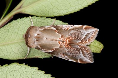 寬帶波紋蛾 Habrosyne pterographa 雄蟲