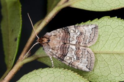 遠藤氏波紋蛾 Nothoploca endoi 雄蟲
