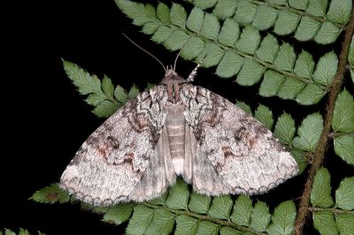 淡紅線波紋蛾 Wernya rufifasciata 雌蟲