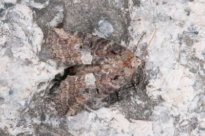 黑平波紋蛾 Epipsestis nikkoensis 雄蟲