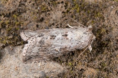 線平波紋蛾 Epipsestis bilineata pallida 雄蟲