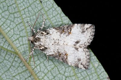 非平波紋蛾 Epipsestis dubia chengshinglini 雄蟲