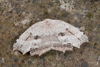 凹角鉤蛾 Phalacra strigata insulicola 雄蟲