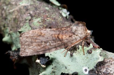 杉紋平波紋蛾 Epipsestis cortigera 雄蟲