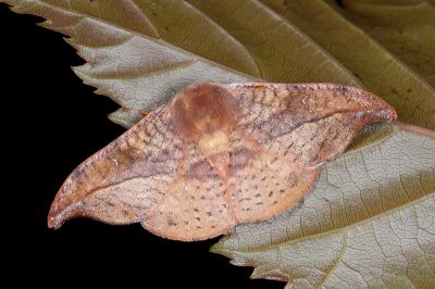 銀端帶鉤蛾 Oreta brunnea 雄蟲
