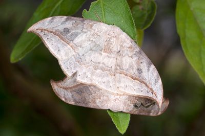 一點鉤蛾 Drepana pallida nigromaculata 交尾中個體
