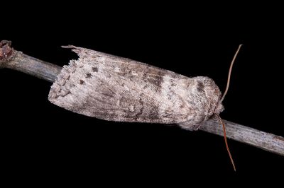臺圓波紋蛾 Demopsestis formosana 雄蟲