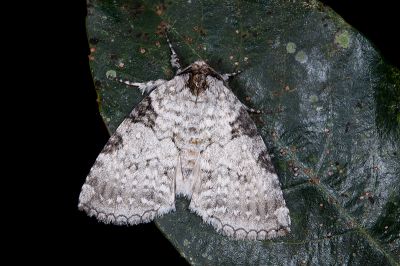 圍異波紋蛾 Parapsestis tomponis tomponis 雄蟲
