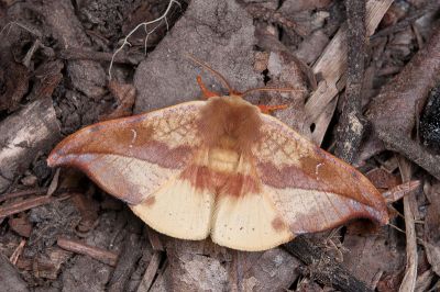銀端帶鉤蛾 Oreta brunnea 雄蟲