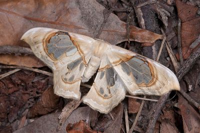 臺灣窗翅鉤蛾 Macrauzata fenestraria insulata 雄蟲