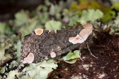 阿里山斑波紋蛾 Macrothyatira arizana arizana 雄蟲