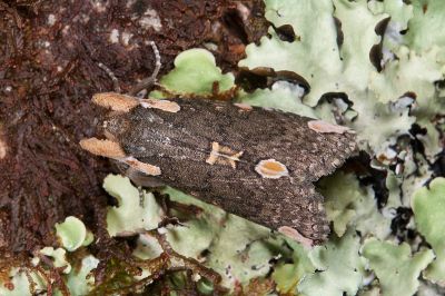 阿里山斑波紋蛾 Macrothyatira arizana arizana 雄蟲
