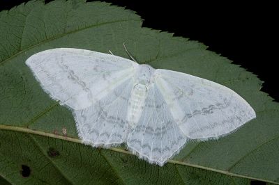 淺灰明鉤蛾 Auzata simpliciata 雄蟲