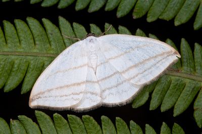 圓燕鉤蛾 Ditrigona conflexaria micronioides 雄蟲