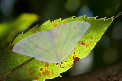 燕鉤蛾 Ditrigona triangularia 雄蟲