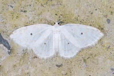 小四點白鉤蛾 Dipriodonta minima 雌蟲