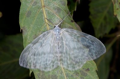 紗鉤蛾 Deroca hidda ampla 雄蟲