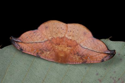 銀端帶鉤蛾 Oreta brunnea 雌蟲