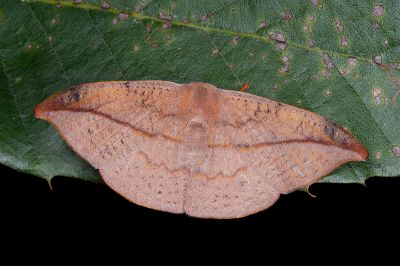 虎皮楠帶鉤蛾 Oreta insignis 雌蟲