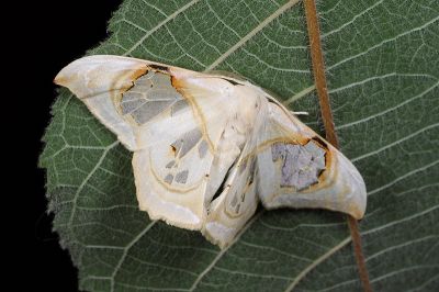 小窗翅鉤蛾 Macrauzata minor 雄蟲
