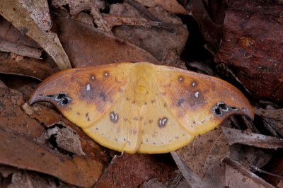 銀斑黃鉤蛾 Tridrepana unispina 雄蟲