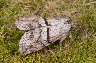 線平波紋蛾 Epipsestis bilineata pallida 雄蟲