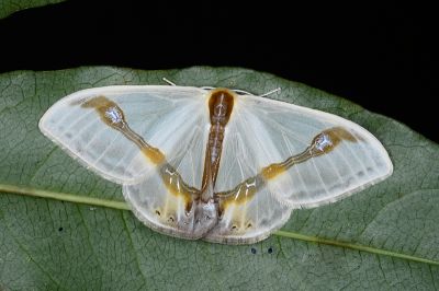 啞鈴帶鉤蛾 Macrocilix mysticata flavotincta 雄蟲