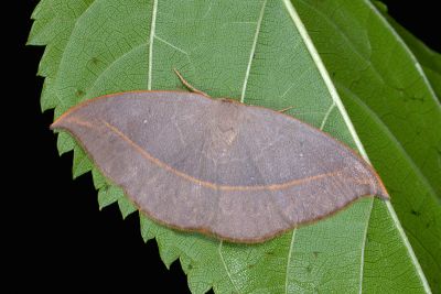 灰褐鉤蛾 Microblepsis violacea 雄蟲