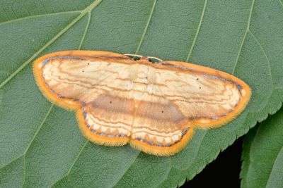 細紋黃鉤蛾 Drapetodes mitaria 雌蟲
