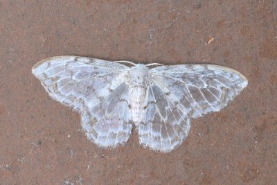 阿里山銀鉤蛾 Auzatellodes arizana 雌蟲
