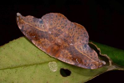 L紋帶鉤蛾 Oreta extensa 雌蟲