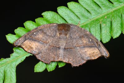 Amphitorna purpureofascia 雌蟲