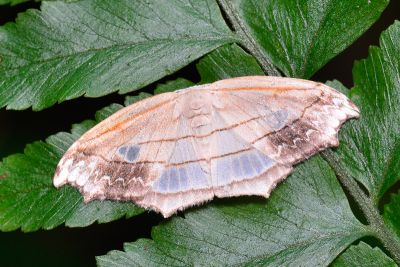 雙角窗鉤蛾 Leucoblepsis taiwanensis 雄蟲