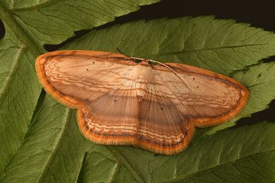 細紋黃鉤蛾 Drapetodes mitaria 雌蟲