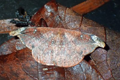 黑斜帶鉤蛾 Oreta griseotincta 雄蟲
