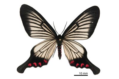 松村氏淺翅鳳蛾 Epicopeia hainesii matsumurai 雄蟲