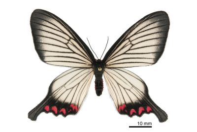 松村氏淺翅鳳蛾 Epicopeia hainesii matsumurai 雌蟲