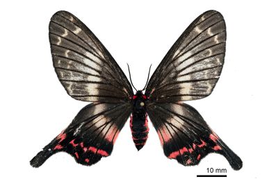 榆鳳蛾 Epicopeia mencia 雌蟲